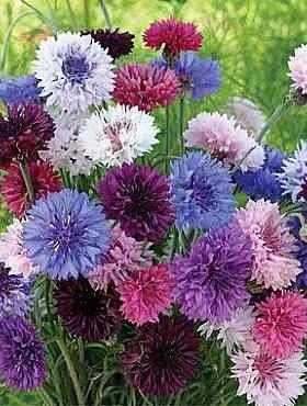 Cornflower Mix Colors - 100 seeds - Vesta Market