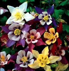Colorado Blue Columbine 400 mixed colors seeds - Vesta Market