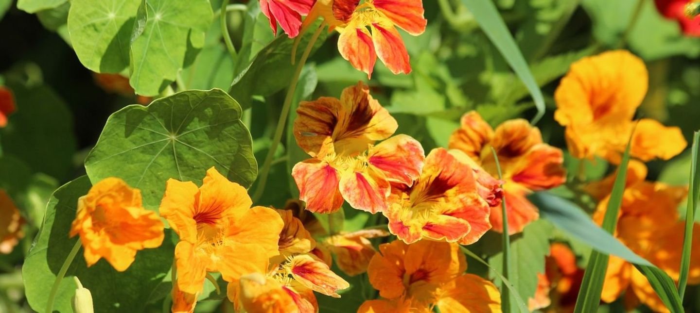 Garden Nasturtium Mixed Colors 50 seeds - Vesta Market