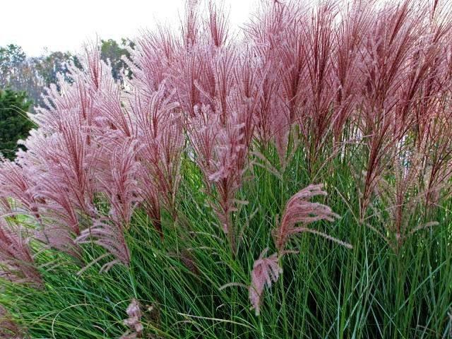 Maiden Silvergrass 50 seeds - Vesta Market