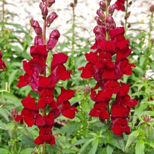 Snapdragon Tall Carmine 100 Seeds Vesta Market