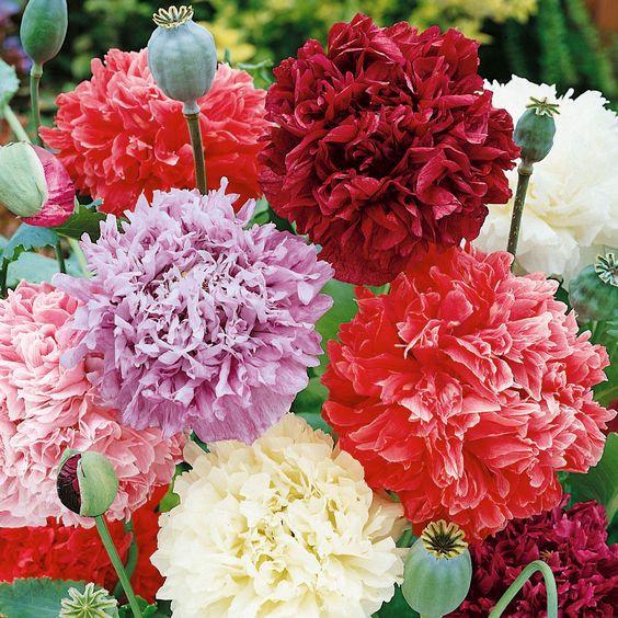 Peony Poppy Mixed Colors 100 seeds - Vesta Market