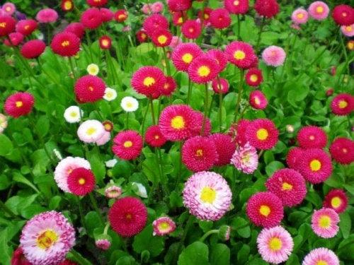 Daisy Full Mixed Colors 100 seeds Vesta Market