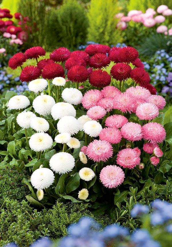 Daisy Pomponette Mixed Colors 100 seeds - Vesta Market
