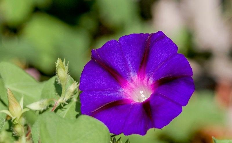 Morning Glory Grandpa Ott's 30 seeds - Vesta Market