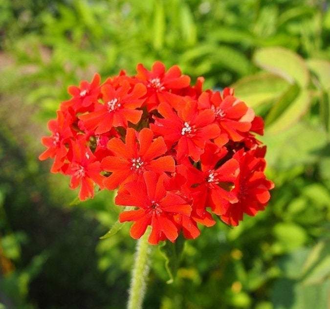 Flower of Bristol 100 seeds - Vesta Market