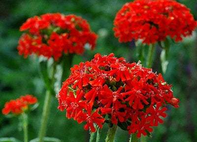 Flower of Bristol 100 seeds - Vesta Market