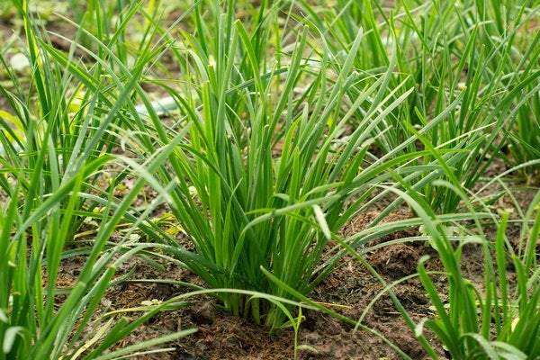 Garlic Chives Allium tuberosum 200 seeds - Vesta Market