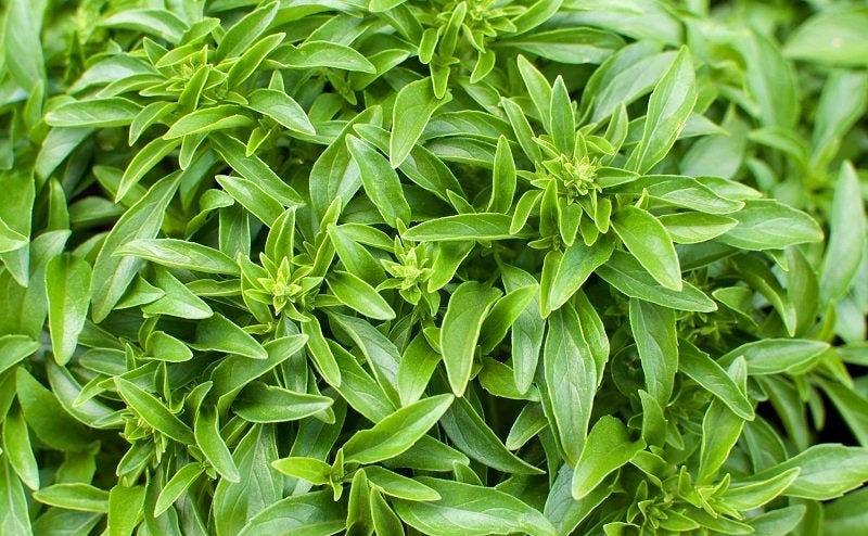 Greek Basil 100 Seeds - Vesta Market