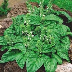 Greek Basil 100 Seeds - Vesta Market