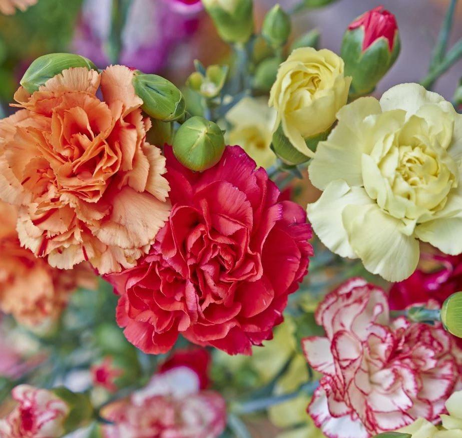 Carnation Chabaud Seeds 50 Seeds – Vesta Market