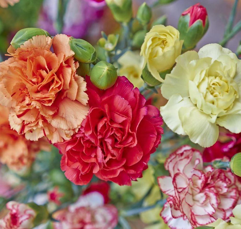 Carnation Chabaud Seeds 50 Seeds - Vesta Market