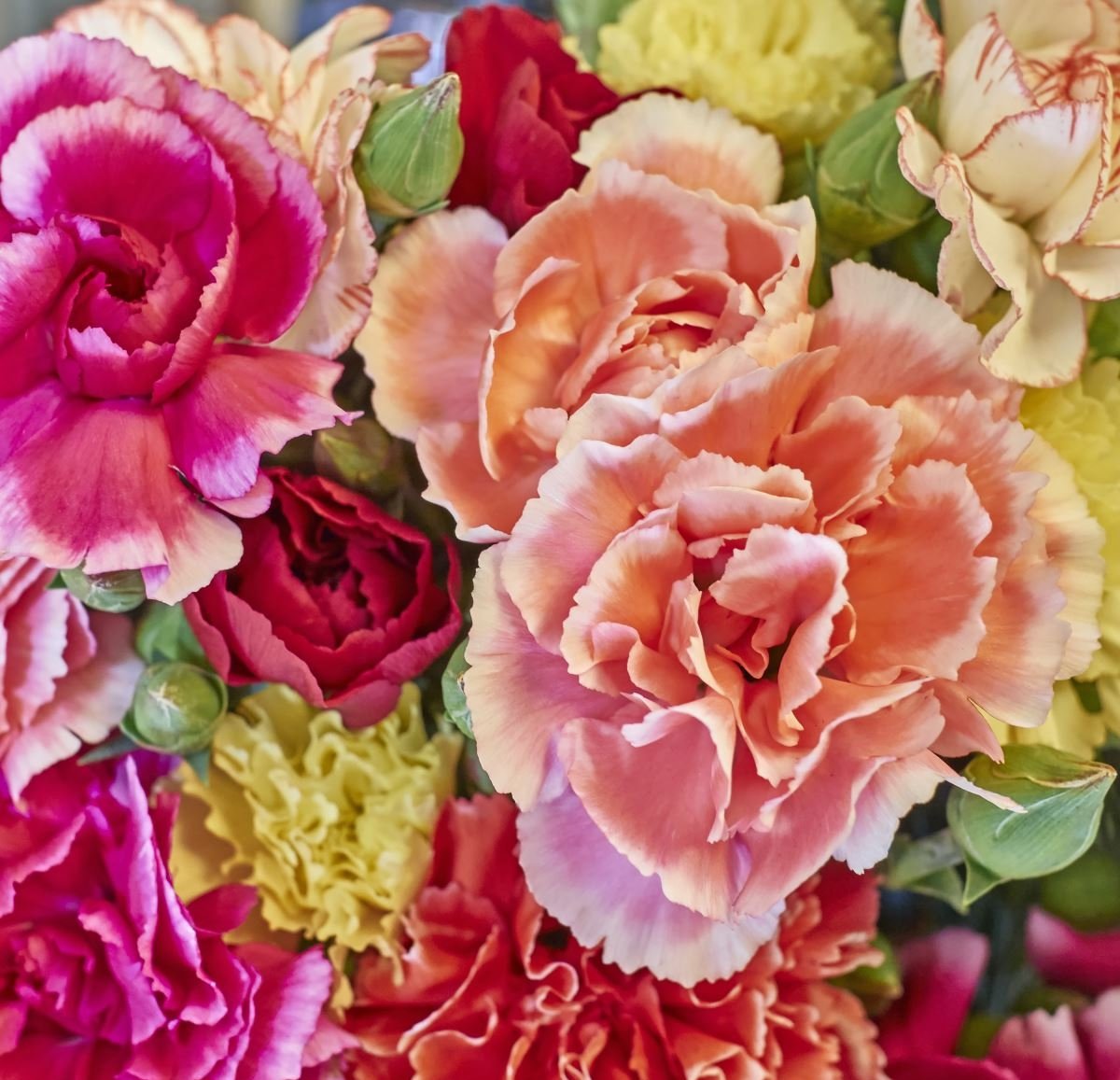 Carnation Chabaud Seeds 50 Seeds - Vesta Market