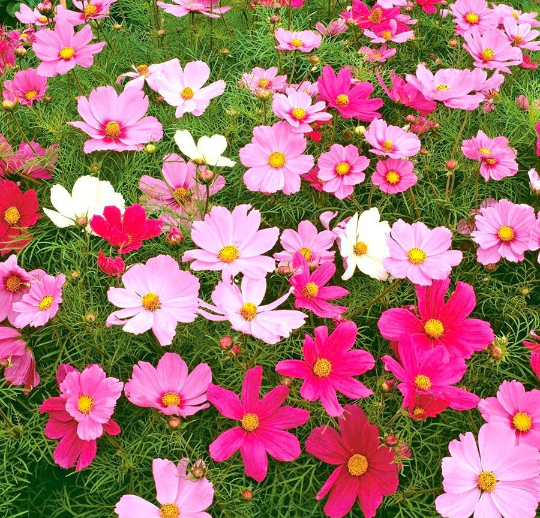 Garden Cosmos Mix Colors - 100 seeds - Vesta Market