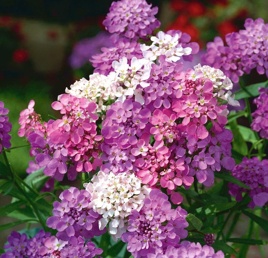 Candytuft Flower Pink 50 seeds Vesta Market