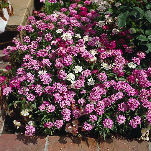 Candytuft Flower Pink 50 seeds Vesta Market