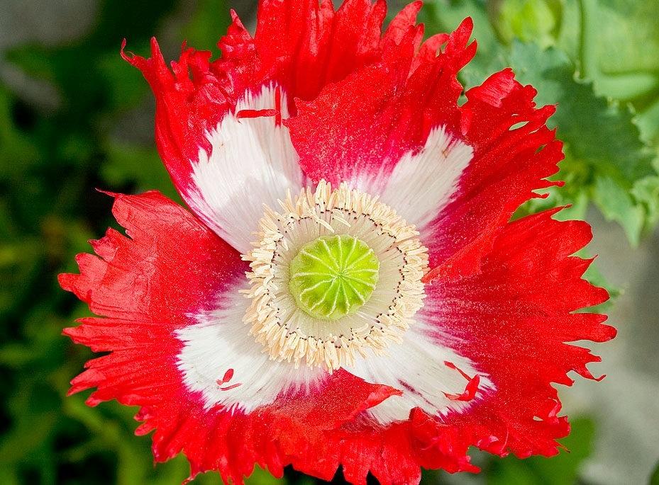 Poppy Danish Flag 100 seeds - Vesta Market