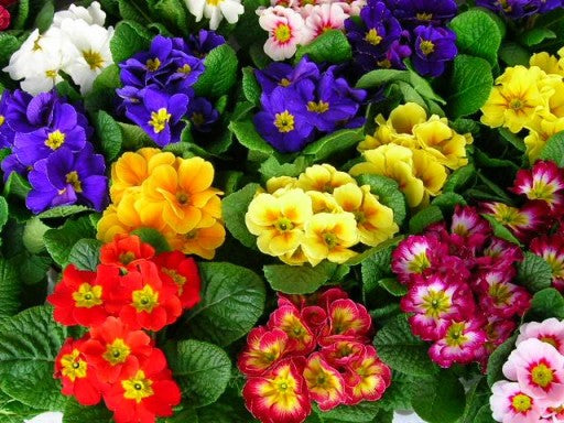 Primula Products