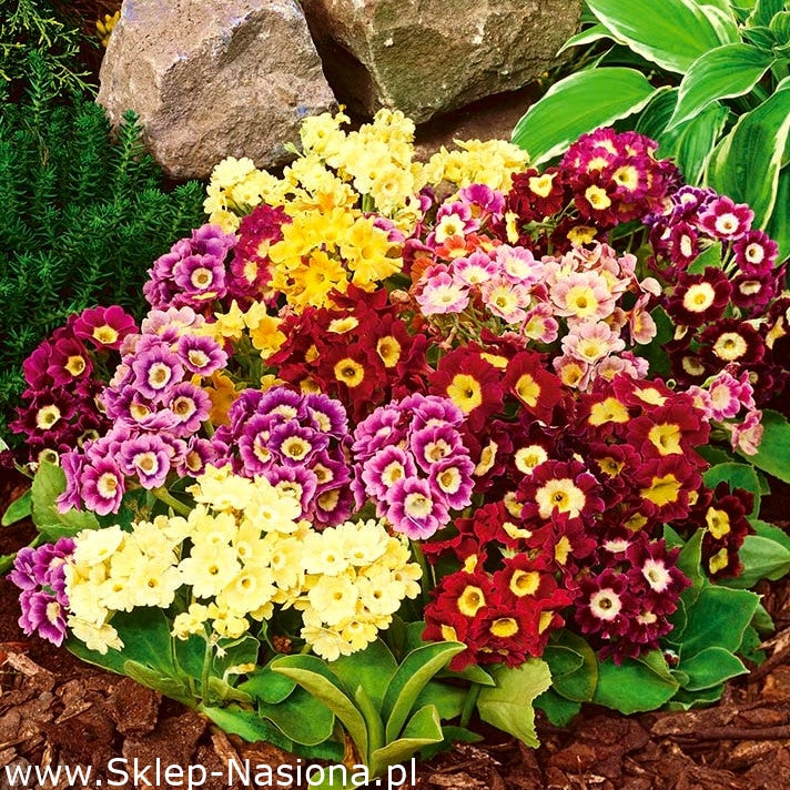 Mossy Primula Mix 100 seeds - Vesta Market