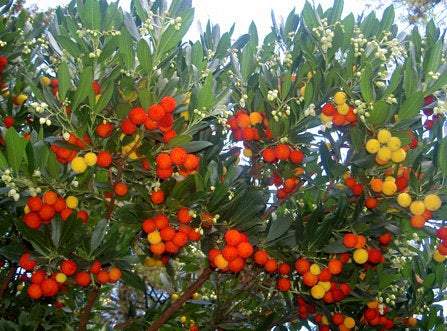 Strawberry Tree rare 20 seeds Vesta Market