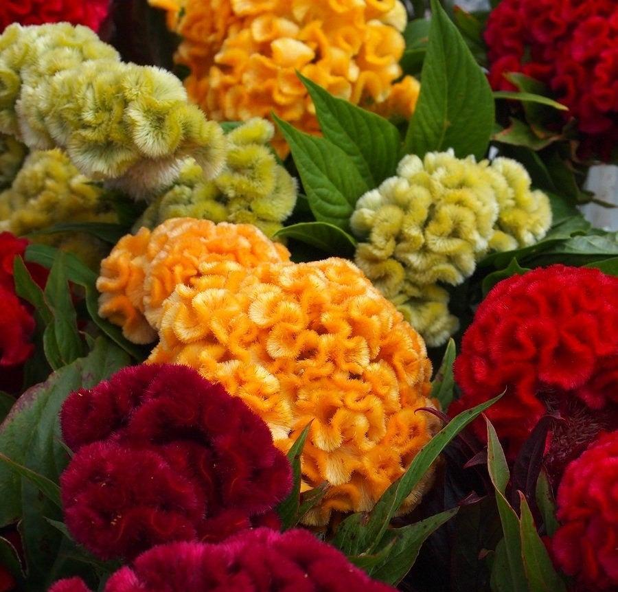 Common Cockscomb Mixed Colors 50 Seeds - Vesta Market