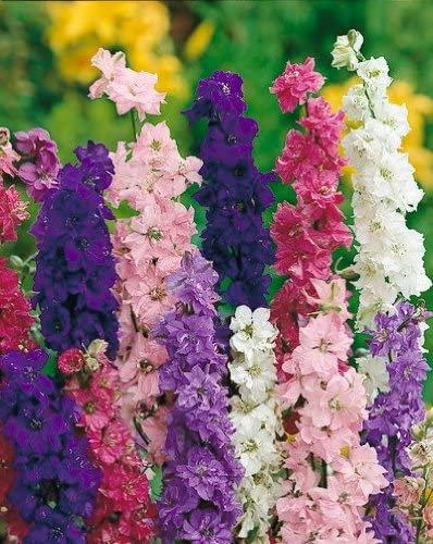 Common Delphinium color mix 500 seeds - Vesta Market