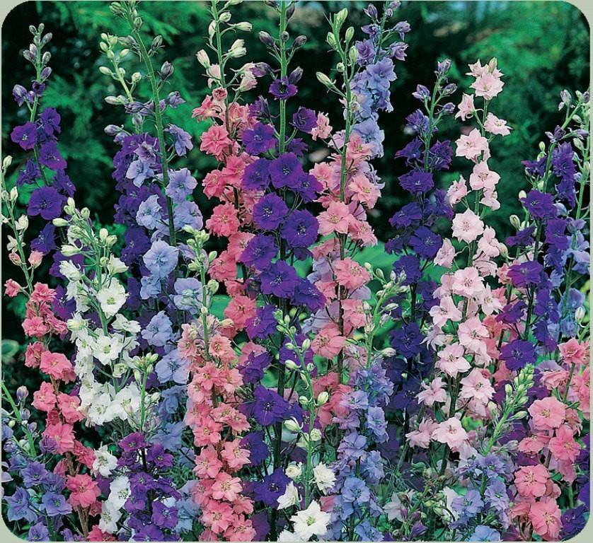 Common Delphinium color mix 500 seeds - Vesta Market