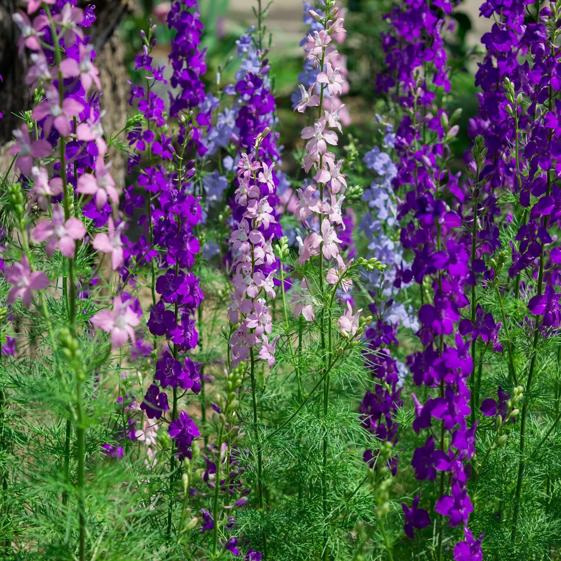 Common Delphinium color mix 500 seeds - Vesta Market