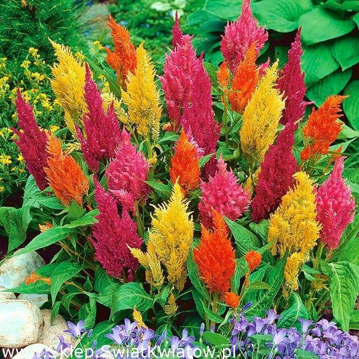 Celosia Argentea, Plumed Cockscomb or Silver Cock's Comb 200 seeds - Vesta Market