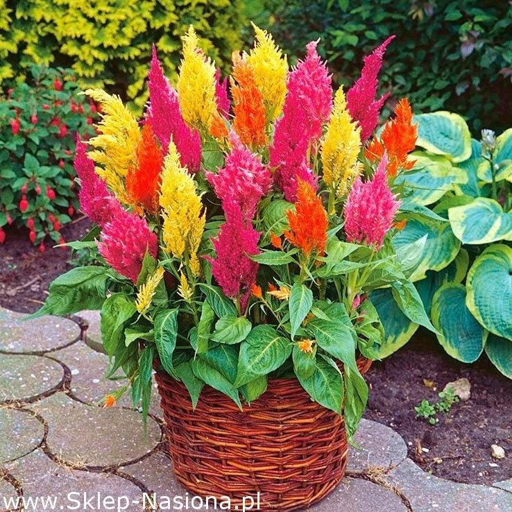 Celosia Argentea, Plumed Cockscomb or Silver Cock's Comb 200 seeds - Vesta Market