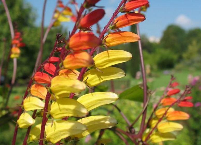 Ipomoea Lobata, the fire vine, firecracker vine or Spanish flag 10 seeds - Vesta Market