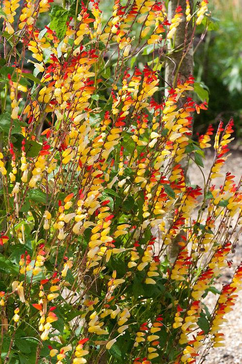 Ipomoea Lobata, the fire vine, firecracker vine or Spanish flag 10 seeds - Vesta Market
