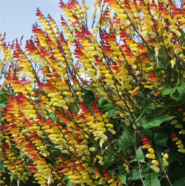 Ipomoea Lobata, the fire vine, firecracker vine or Spanish flag 10 seeds - Vesta Market
