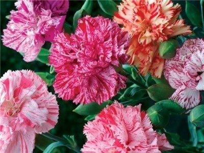 Carnation Chabaud La France 50 seeds - Vesta Market