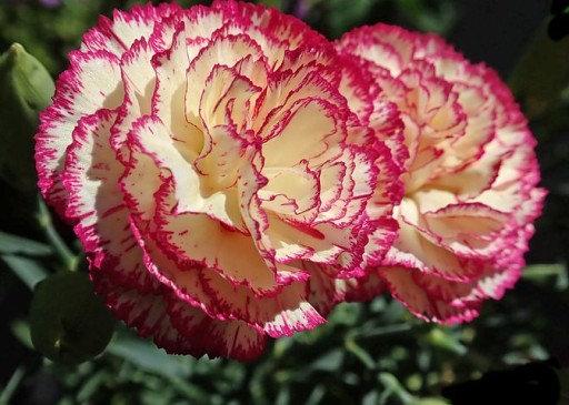 Carnation Chabaud La France 50 seeds - Vesta Market