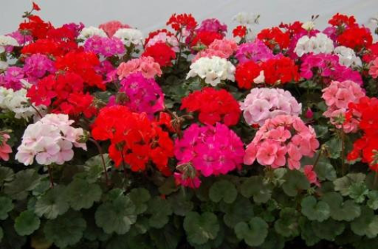 Beautiful Geranium Hortorum Mixed colors 10 seeds - Vesta Market