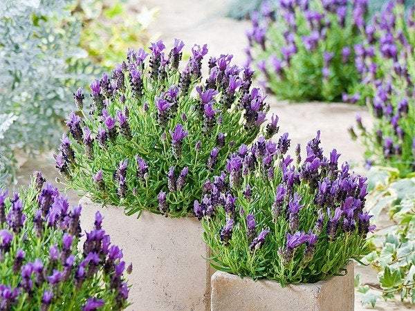 French Lavender 100 seeds - Vesta Market