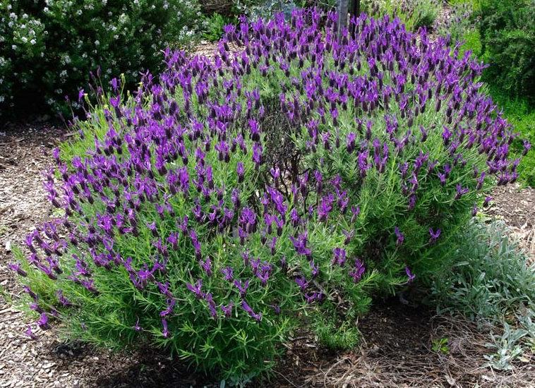 French Lavender 100 seeds - Vesta Market