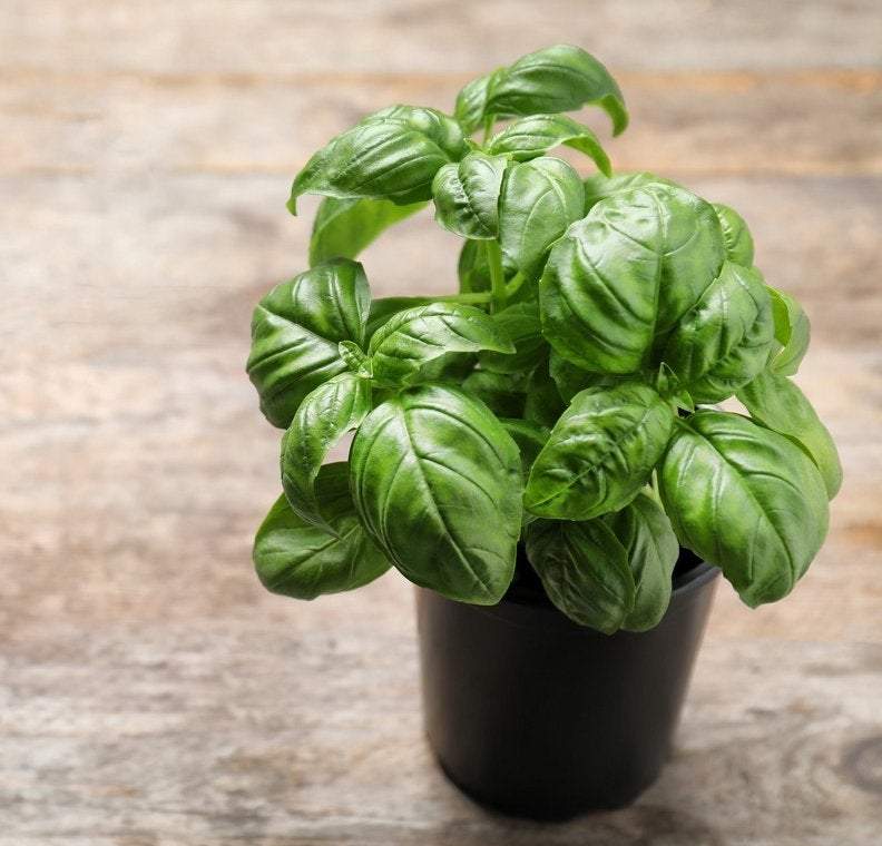 Proper Basil 500 seeds - Vesta Market
