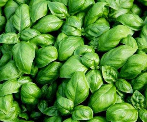 Proper Basil 500 seeds - Vesta Market