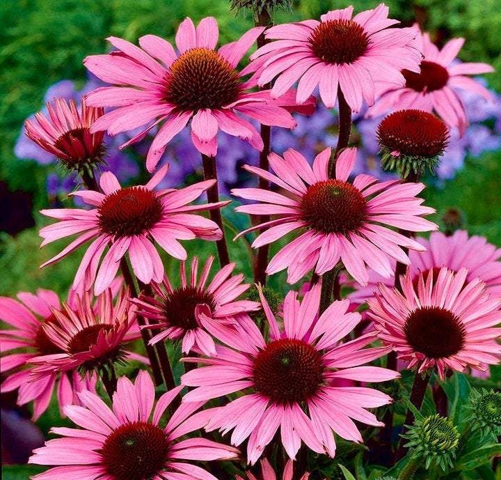 Echinacea Purpurea 100 seeds - Vesta Market