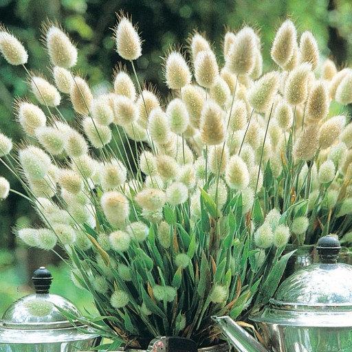 Lagurus 200 seeds - Vesta Market