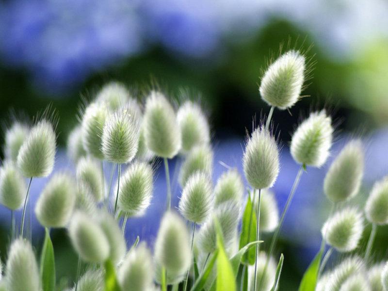 Lagurus 200 seeds - Vesta Market