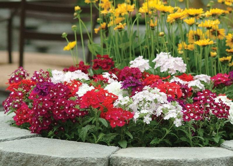 Verbena with Pendulous Stems Mixed Colors 30 Seeds Vesta Market