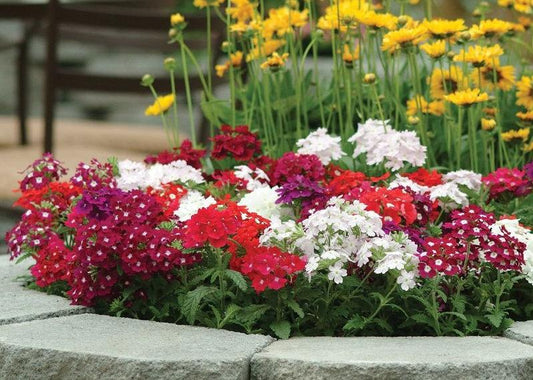 Verbena with Pendulous Stems Mixed Colors 30 Seeds Vesta Market