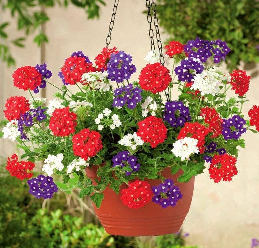 Verbena with Pendulous Stems Mixed Colors 30 Seeds Vesta Market