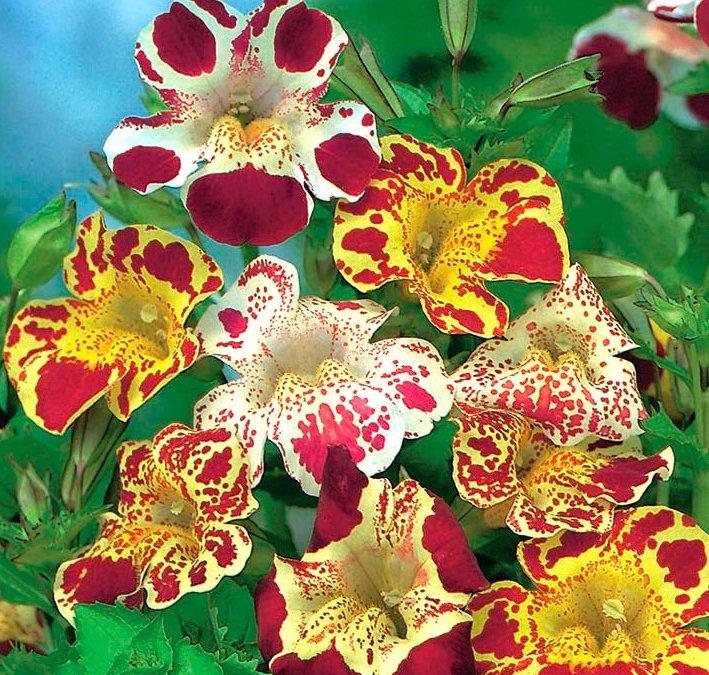 Figeler's Kroplik Flower Seeds - Vesta Market