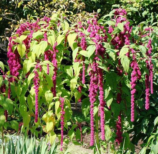 Amaranth Mixture 1000 seeds - Vesta Market