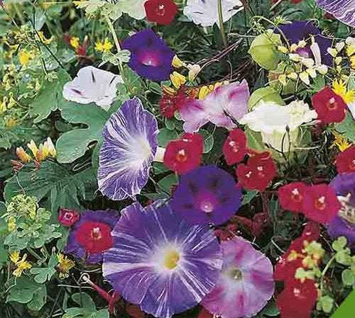 Climbing Plants Mix 50 seeds - Vesta Market