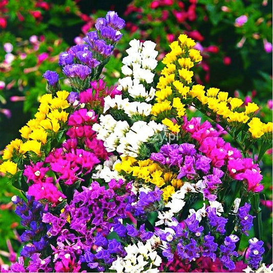 Wavyleaf Sea Lavender 50 seeds mix colors Vesta Market